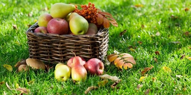 dieta de Outono_1 dieta de Outono_1